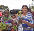 Pack of 500 Tree Kit Cups, We Plant 5000 More Trees
